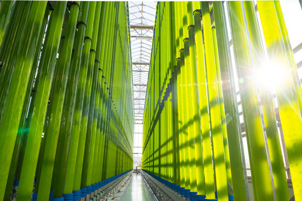 Bild: In Bruck an der Leitha entsteht Europas modernste Algenzuchtanlage