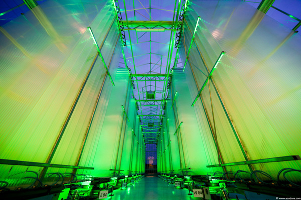 Bild: Der Mikroalgenspezialist ecoduna startet mit seiner Produktion im industriellen Maßstab durch. Bruck an der Leitha wird damit zum weltweiten Hotspot der Green Technology.