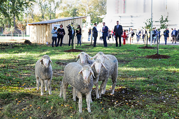 Bild: Mit Bienen, Bäumen und Schafen bringt LUKOIL sein Wiener ­Betriebs­gelände am Rande eines Naturschutzgebiets wieder  näher zur Natur ...