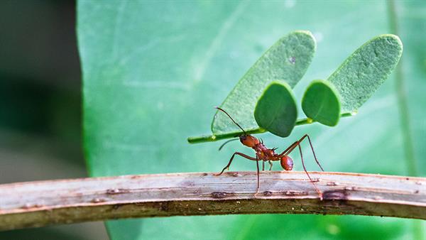 Bild: Schwache KI, ganz schön stark