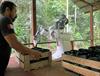 Bild: Roboter forsten Amazonas auf 