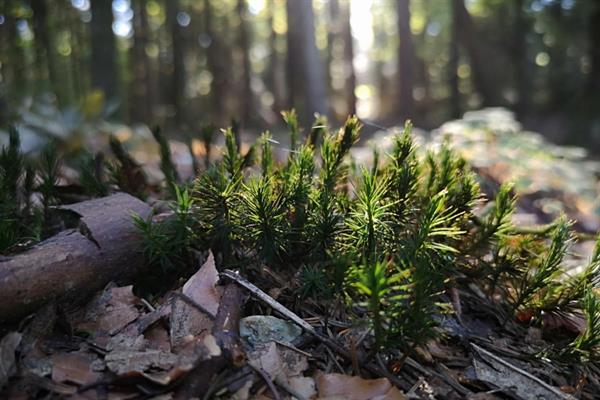 Bild: Gelebte Bioökonomie braucht bewirtschaftete Wälder