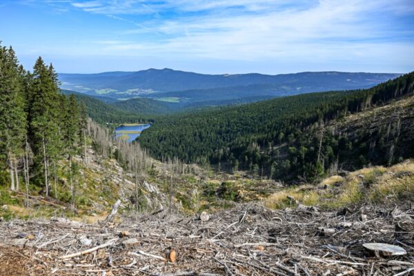 Bild: Erneut Aufschub von Gesetz gegen Abholzung vorgeschlagen