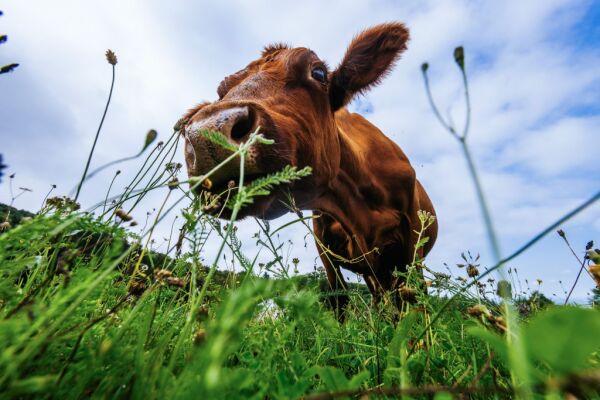 Bild: Österreich mit Milliardendefizit im Agrar-Außenhandel