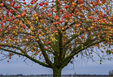 Bild: Gutes Jahr für Obst aus Österreich