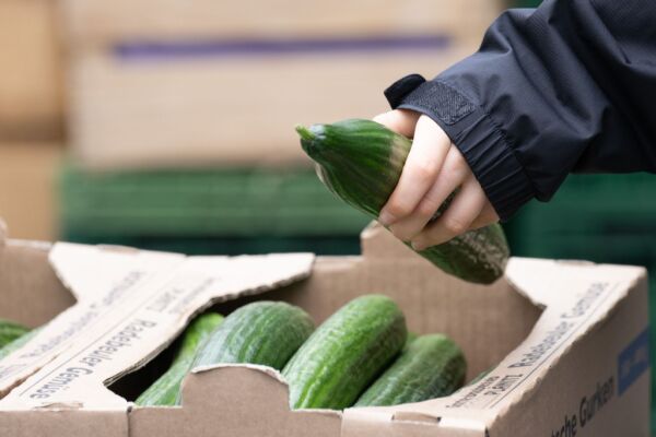 Bild: Hohe Gurkenpreise sorgen für Unmut in Russland