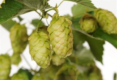 Bild: Weltweit wurden 1,4 Milliarden Liter weniger Bier gebraut