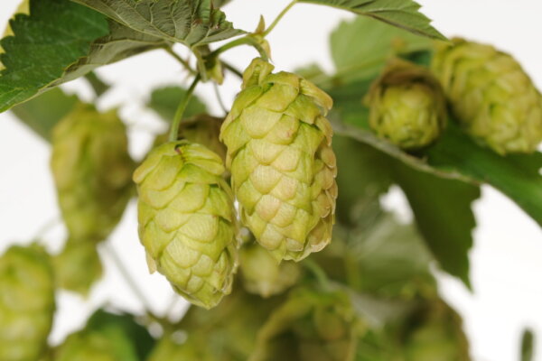 Bild: Weltweit wurden 1,4 Milliarden Liter weniger Bier gebraut