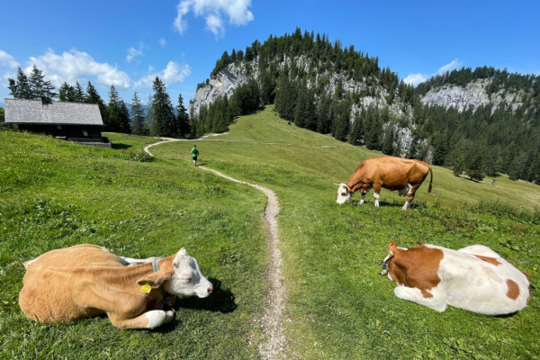 Bild: Wegen Hitze: Totschnig plant Maßnahmen für Landwirtschaft