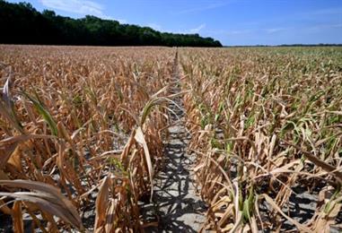 Bild: Klimawandel macht Umbau des ganzen Ernährungssystems nötig