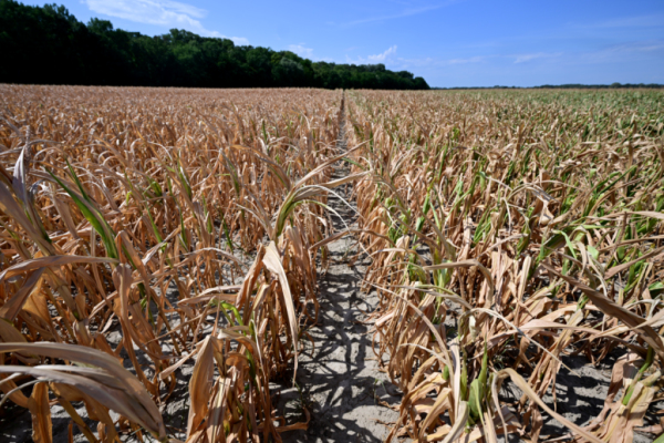 Bild: Klimawandel macht Umbau des ganzen Ernährungssystems nötig