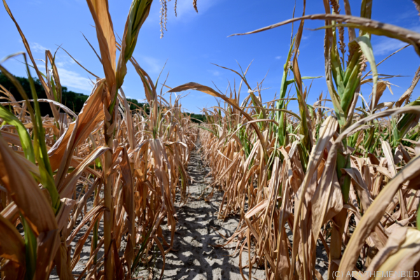 Bild: Frankreich befürchtet nach Extremsommer Ernteeinbußen