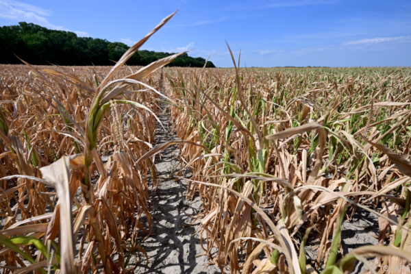 Bild: Herbst-Ernte fällt noch schlechter aus als erwartet
