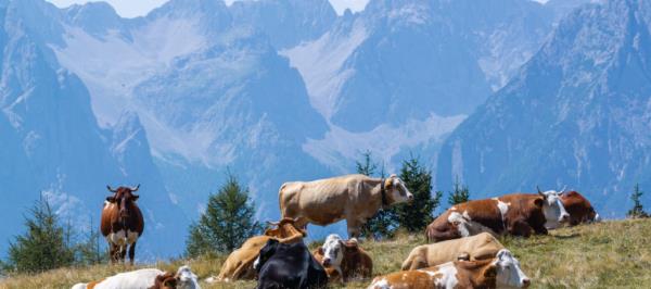 Bild: Urlaub in Österreich heuer stärker gefragt